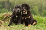 DOGUE DU TIBET 785